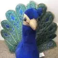 Kimpeacock